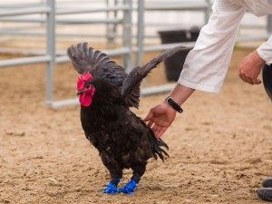 A rooster who lost his feet to frostbite wears prosthetic legs created on 3D printer and designed by Schulich School of Engineering student Doug Kondro. 